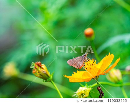 秋天的景色：小蝴蝶從盛開的波斯菊樹上吸食花蜜 119032333