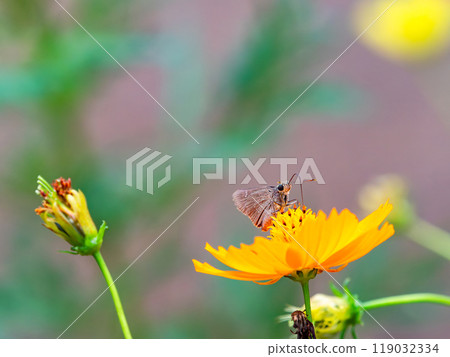 秋天的景色:小蝴蝶從盛開的波斯菊樹上吸食花蜜 秋天的景色:小蝴蝶從盛開的波斯菊樹上吸食花蜜 119032334