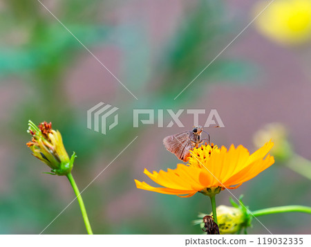 秋天的景色：小蝴蝶從盛開的波斯菊樹上吸食花蜜 119032335