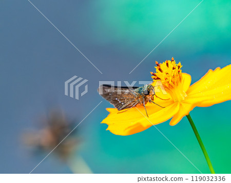秋天的景色:小蝴蝶從盛開的波斯菊樹上吸食花蜜 秋天的景色:小蝴蝶從盛開的波斯菊樹上吸食花蜜 119032336