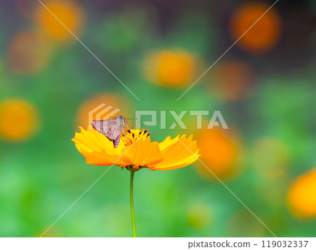 秋天的景色:小蝴蝶從盛開的波斯菊樹上吸食花蜜 秋天的景色:小蝴蝶從盛開的波斯菊樹上吸食花蜜 119032337