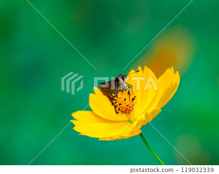 Autumn scenery: A small skipper butterfly sucking nectar from a full-blooming yellow cosmos Autumn scenery: A small skipper butterfly sucking nectar from a full-blooming yellow cosmos 119032339