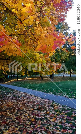 An alley in an autumn park, maples with yellow and bright orange leaves. An alley in an autumn park, maples with yellow and bright orange leaves. 119032340