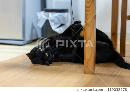 黑貓的起源 黑貓的起源 119032378
