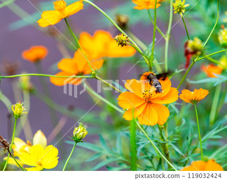 Autumn scenery: A hummingbird-like hawk moth comes to suck nectar from the yellow cosmos in full bloom Autumn scenery: A hummingbird-like hawk moth comes to suck nectar from the yellow cosmos in full bloom 119032424