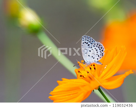 秋天的景色：可愛的呂卡蝴蝶來到盛開的波斯菊花中吸食花蜜 119032436