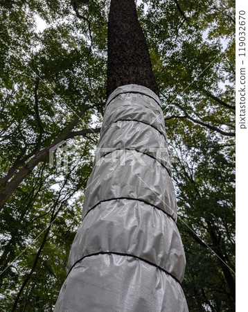 Rolled up wood 119032670