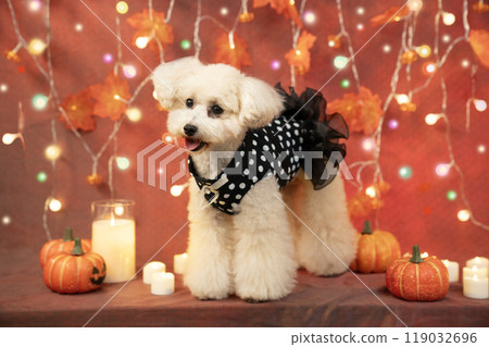 萬聖節微笑的玩具貴賓犬、照明、蠟燭和南瓜 119032696