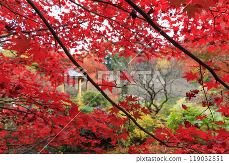 秋天的熱海梅園，楓葉變紅（靜岡縣熱海市） 119032851
