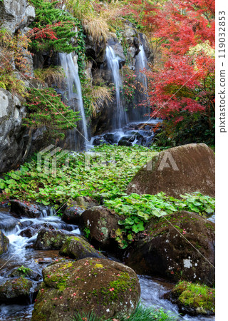 Atami Plum Garden in Autumn: Wasabi fields and Umemi Falls (Atami City, Shizuoka Prefecture) Atami Plum Garden in Autumn: Wasabi fields and Umemi Falls (Atami City, Shizuoka Prefecture) 119032853
