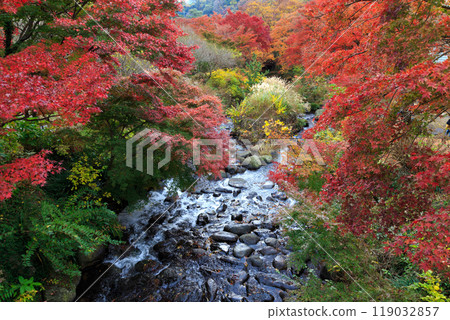 秋天的熱海梅園、楓葉和河流(靜岡縣熱海市) 秋天的熱海梅園、楓葉和河流(靜岡縣熱海市) 119032857