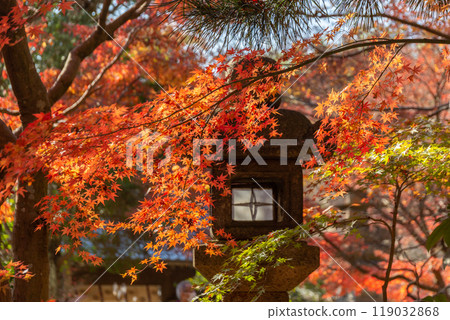 覺園寺的紅葉和石燈籠(神奈川縣鎌倉市) 覺園寺的紅葉和石燈籠(神奈川縣鎌倉市) 119032868