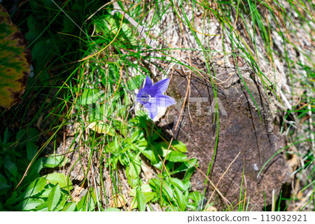 Iwagikyo found on Mt. Ontake Iwagikyo found on Mt. Ontake 119032921