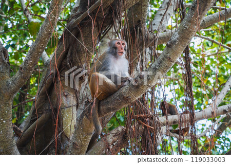 monkey sitting on a tree in forest in nature on Monkey Mountain in Vietnam in Asia 119033003