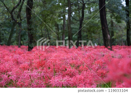 群集孤挺花 119033104