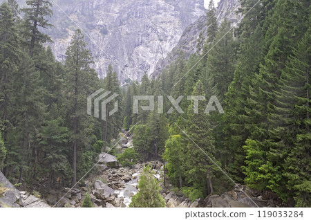 Forest in Yosemite National Park, USA Forest in Yosemite National Park, USA 119033284