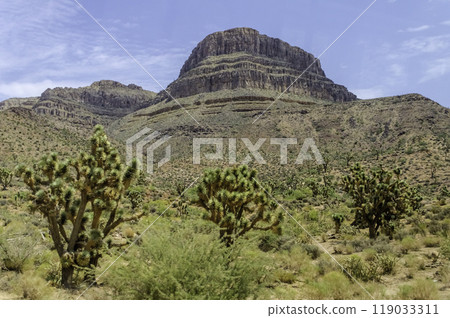 Spirit Mountain and Joshua Trees, Grand Canyon, Arizona, USA 119033311