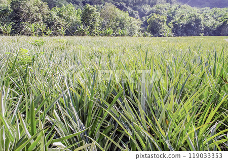 Pineapple plantation in Moorea, French Polynesia Pineapple plantation in Moorea, French Polynesia 119033353