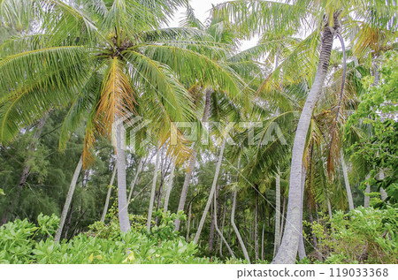 Tropical forest, French Polynesia 119033368