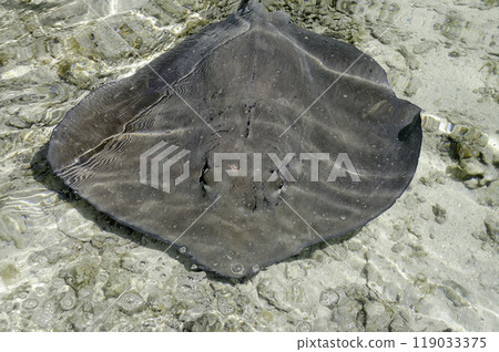 Stingray floating in the lagoon, French Polynesia Stingray floating in the lagoon, French Polynesia 119033375