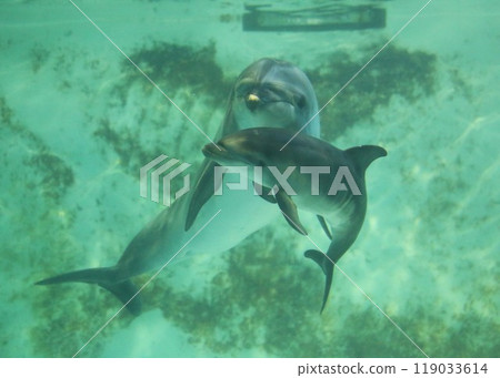 新生海豚家族（小樽水族館） 119033614