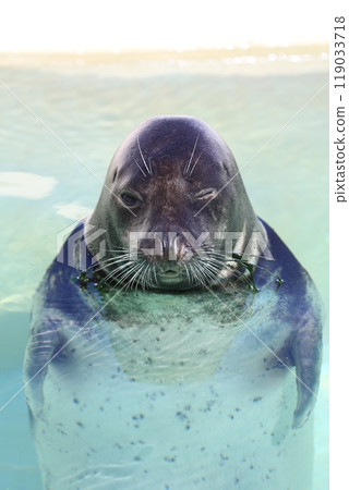 Winking Seal (Otaru Aquarium) 119033718