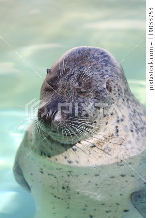 A napping seal (Otaru Aquarium) 119033753