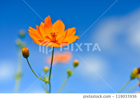 黃波斯菊 黃波斯菊 119033936
