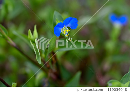 鴨蹠草 119034048