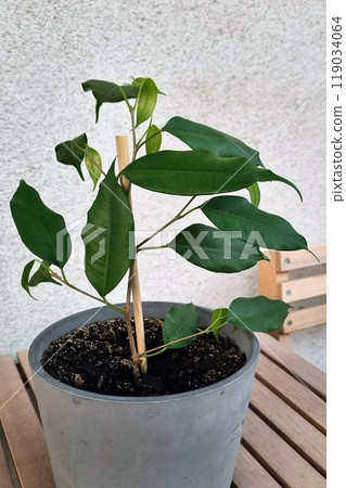 Green Indoor Plant in a Modern Gray Pot on Wooden Table for Home Decor and Gardening Inspiration Green Indoor Plant in a Modern Gray Pot on Wooden Table for Home Decor and Gardening Inspiration 119034064