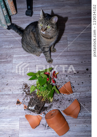 The cat broke a terracotta flower pot. Anthurium flower. 119034102