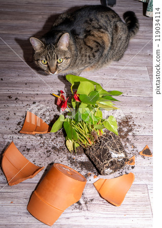 The cat broke a terracotta flower pot. Anthurium flower. 119034114
