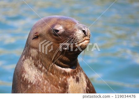 The silent sea lion (Otaru Aquarium) The silent sea lion (Otaru Aquarium) 119034476