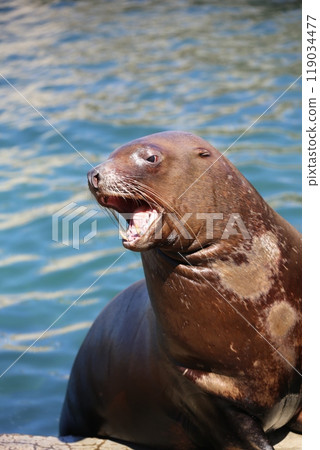Fighting Sea Lions (Otaru Aquarium) 119034477