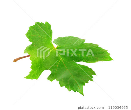 Single vine leaf isolated on white background 119034955