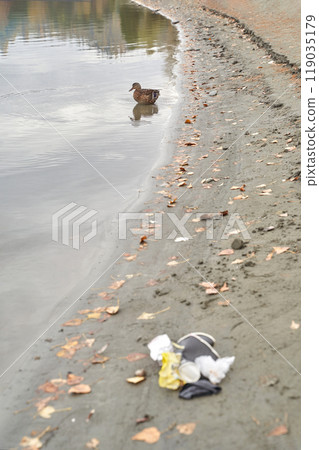 Duck walking by polluted lakeside with littered shoreline and autumn leaves Duck walking by polluted lakeside with littered shoreline and autumn leaves 119035179