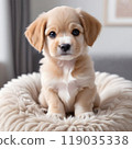 puppy dog on a couch 119035338