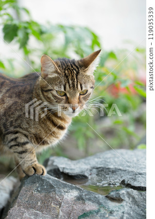 Beautiful young cat 119035339