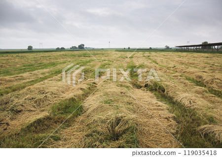 Making hay for animals Making hay for animals 119035418