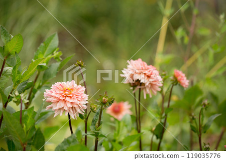 A pink dahlias with a yellow center is in a green bush 119035776