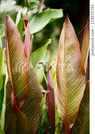 Beautiful decorative leaves of a canna lilies flower with burgundy veins and with raindrops Beautiful decorative leaves of a canna lilies flower with burgundy veins and with raindrops 119035785