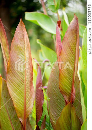 Beautiful decorative leaves of a canna lilies flower with burgundy veins and with raindrops Beautiful decorative leaves of a canna lilies flower with burgundy veins and with raindrops 119035786