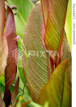 Beautiful large leaves of a canna lilies flower with burgundy veins and with raindrops 119035792
