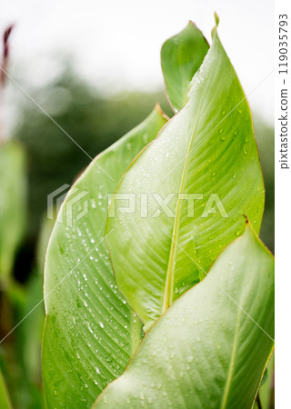Large decorative leaves of a canna lilies flower with raindrops 119035793