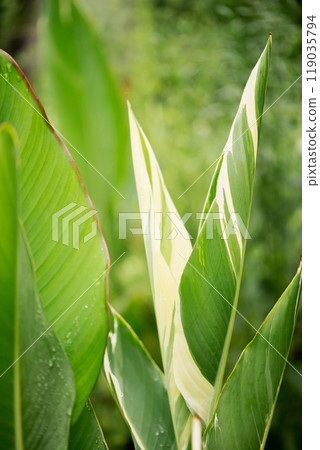 Large decorative leaves of a canna lilies flower with raindrops. Stuttgart grade 119035794