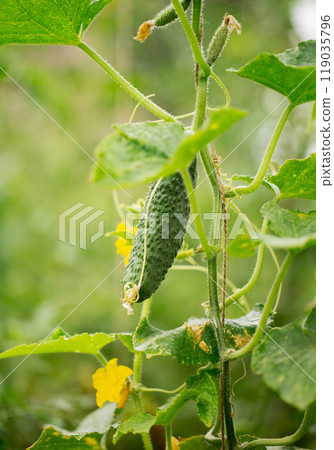 Cucumber is growing on a vine 119035796