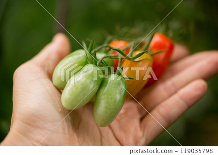 Hand is holding different colored cherry tomatoes Hand is holding different colored cherry tomatoes 119035798