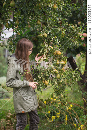 A teenage girl in a jacket picks ripe pears from a tree in the garden 119035985