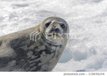 Leopard seal on beach with snow in Antarctica Leopard seal on beach with snow in Antarctica 119036244