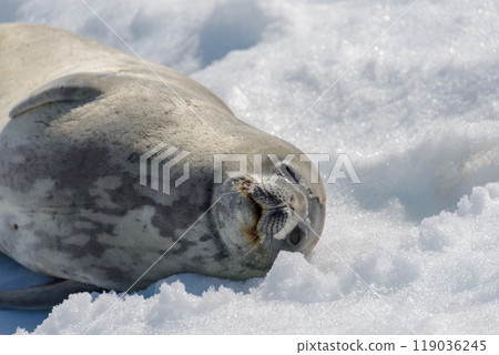 Leopard seal on beach with snow in Antarctica 119036245